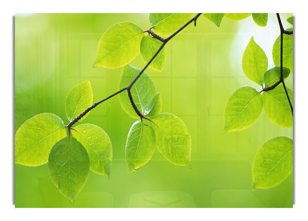 Branch With Green Leaves 26