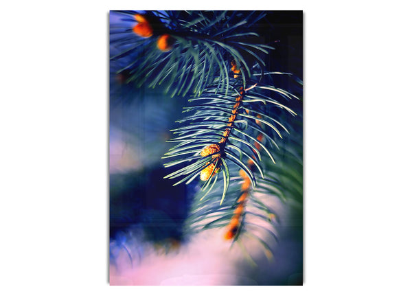 Fir Needles Macro