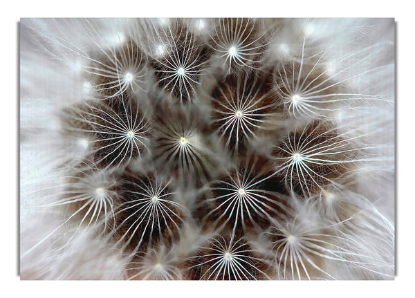 Macro Dandelion