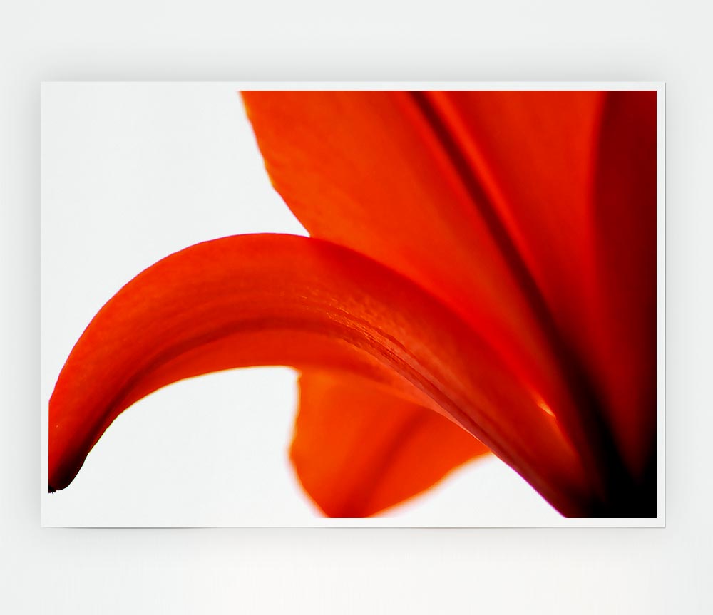 Lily On White Background Print Poster Wall Art