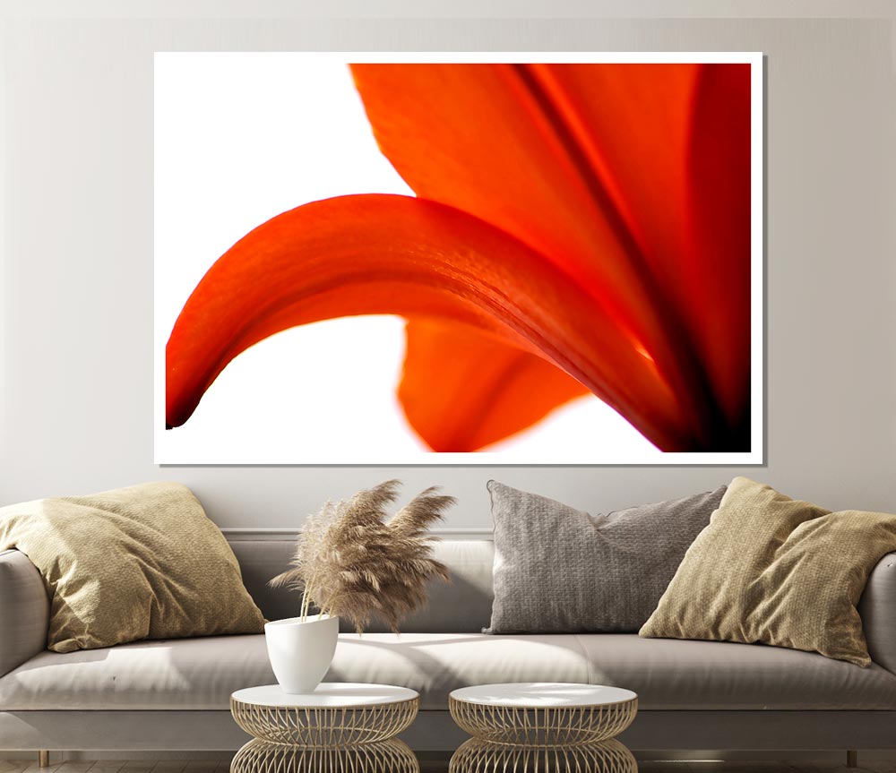 Lily On White Background Print Poster Wall Art