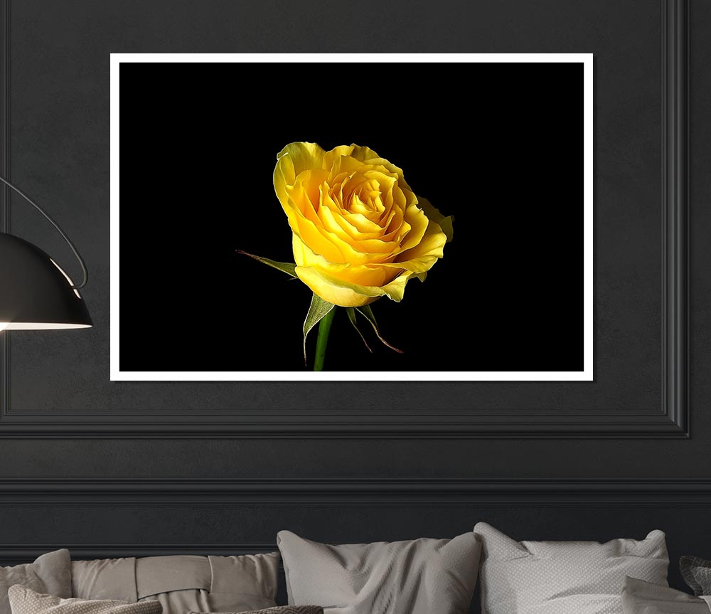 Yellow Rose On Black Background Print Poster Wall Art