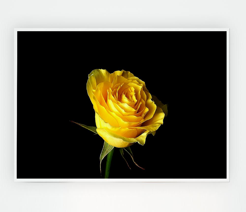 Yellow Rose On Black Background Print Poster Wall Art