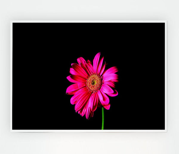 Hot Pink Gerber Daisy Print Poster Wall Art