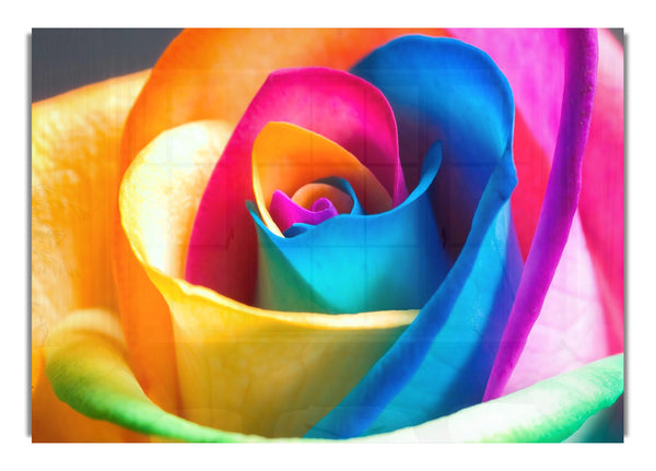 Regenbogen-Rose-Makro