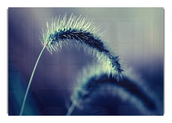 Spikelets Macro