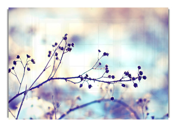 Spiky Twigs Bokeh