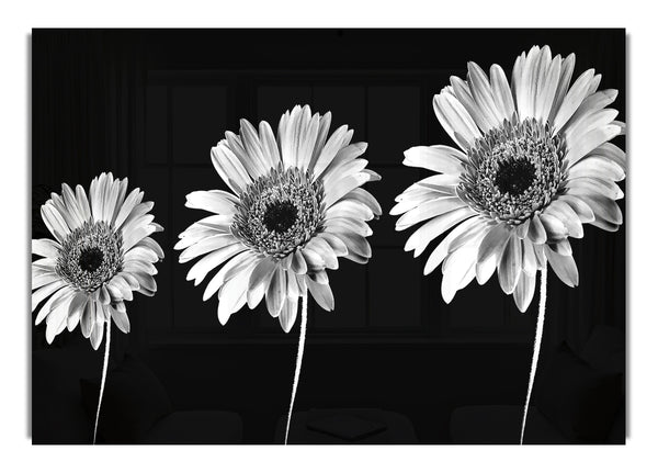 Gerbera Gänseblümchen schwarz und weiß