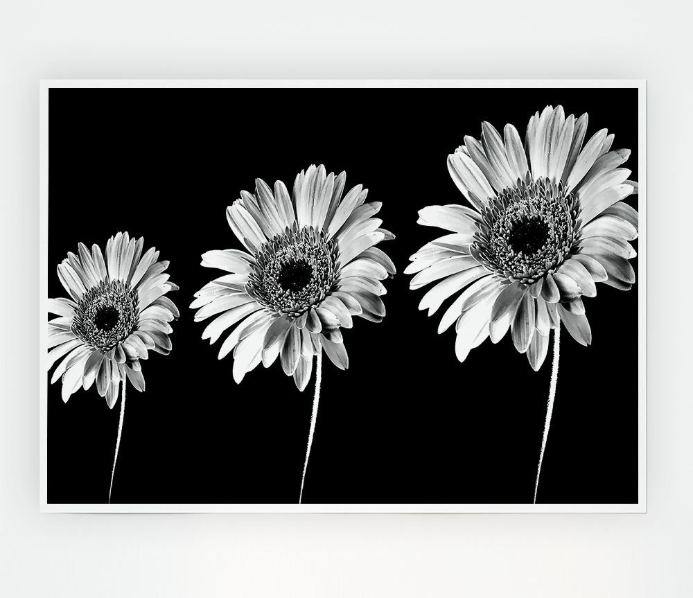 Gerbera Daisies Black And White Print Poster Wall Art