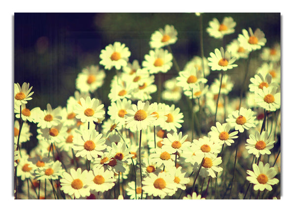 Vintage Daisies Photography