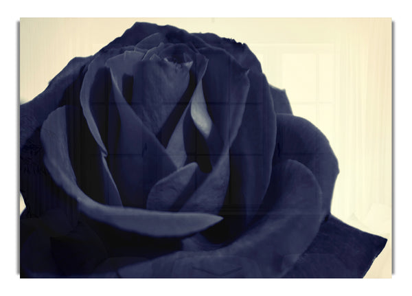 Black Rose 2