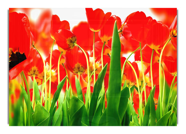 Red Tulips 2