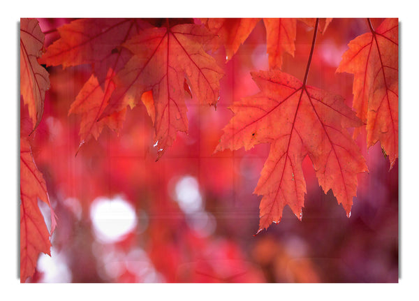 Roter Herbst