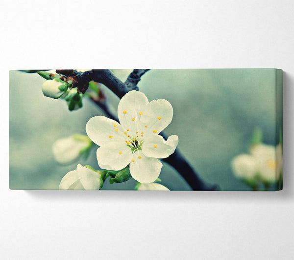 Beautiful Apple Blossom