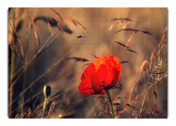 Roter Mohn 2