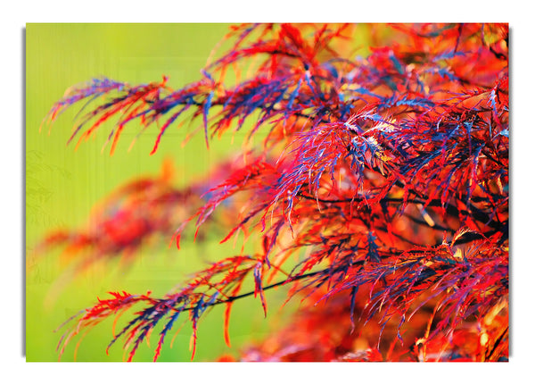 Red Leaves Shrub