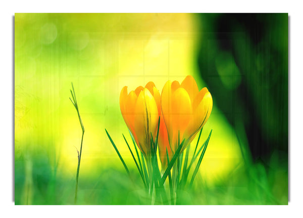 Yellow Crocus Flowers