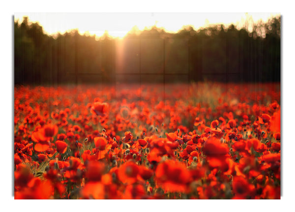 Poppies Meadow