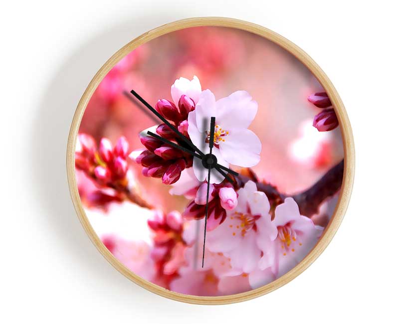 Cherry Blossom Buds Clock - Wallart-Direct UK