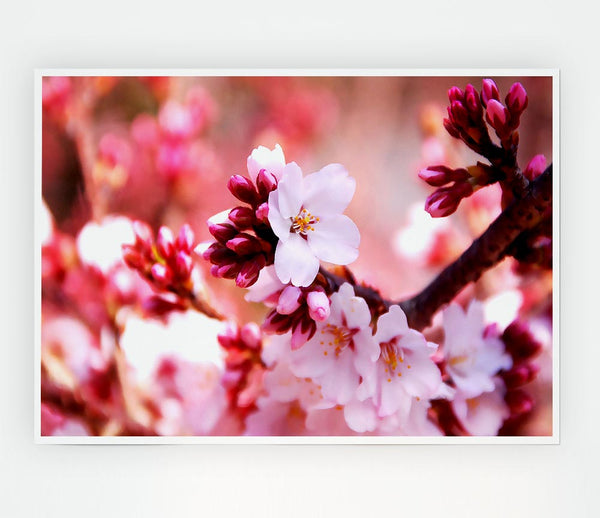 Cherry Blossom Buds Print Poster Wall Art