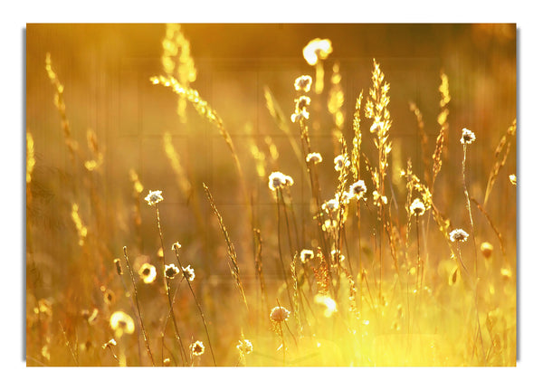 Summer Sunlight Over Field