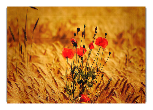 Poppies 3