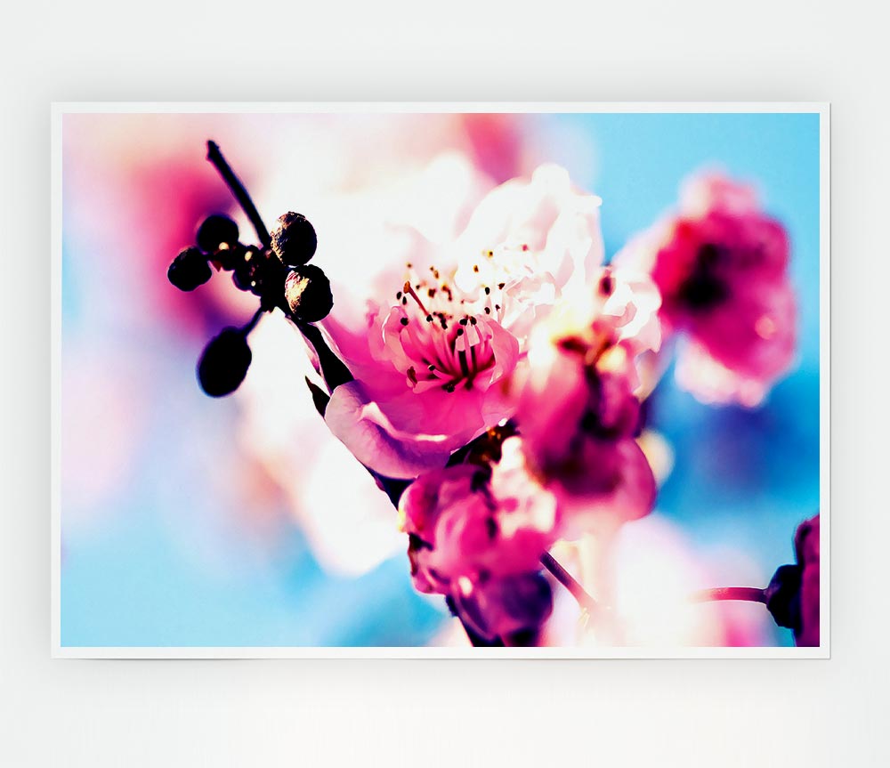 Beautiful Cherry Blossom Print Poster Wall Art