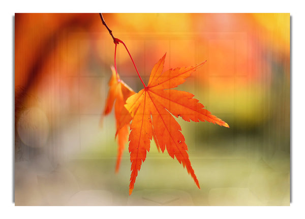 Orange Leaves Bokeh