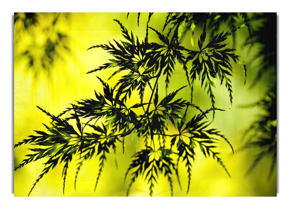 Summer Tree Leaves