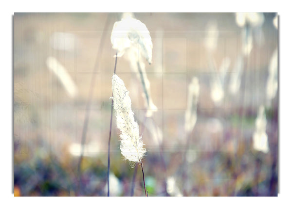 Grass Fluff Summer