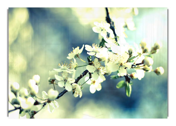 Spring Cherry Blossoms