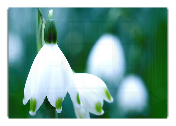 Snowdrops