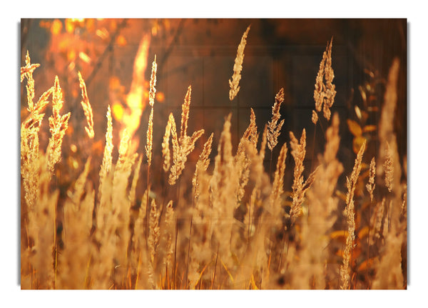 Golden Field