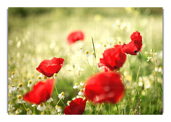 Poppies And Chamomile