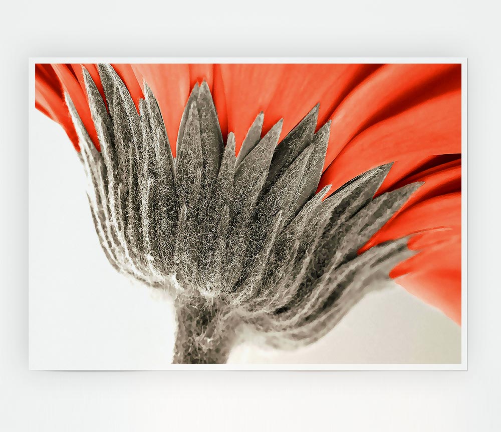 Underside View Of A Daisy Print Poster Wall Art