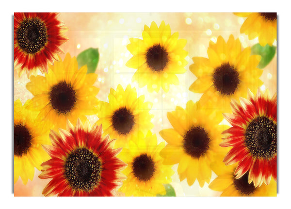 Sunflowers 5