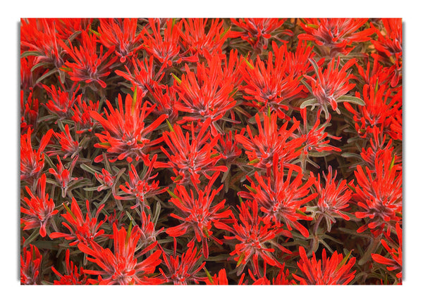 Red Paintbrush Utah