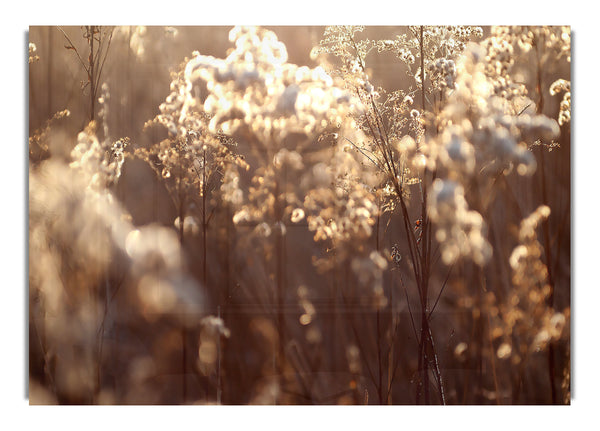 Dried Vegetation