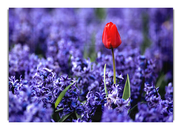 Rote Tulpe und Hyazinthen