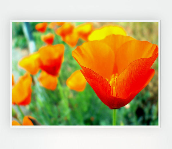 California Poppies Orange Print Poster Wall Art