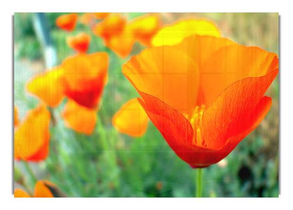 California Poppies Ucr Botanic Gardens Riverside California