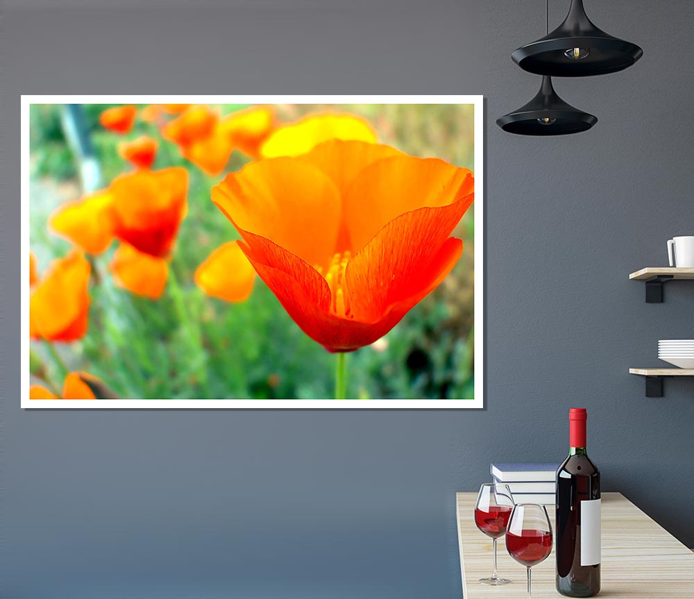 California Poppies Orange Print Poster Wall Art