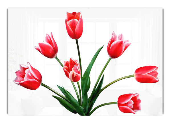 Blumen Rote Tulpen