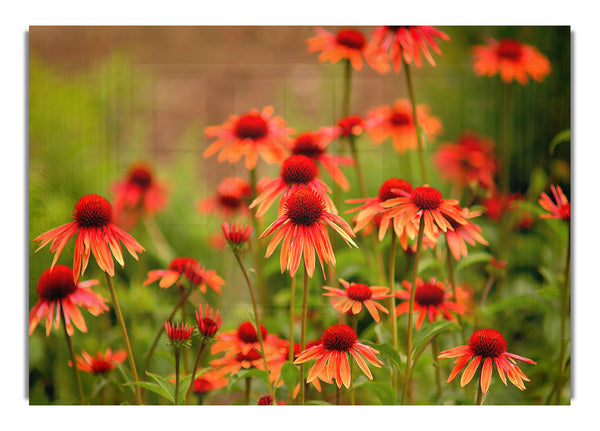 Variety Daisies