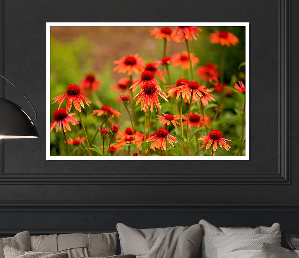 Variety Daisies Print Poster Wall Art