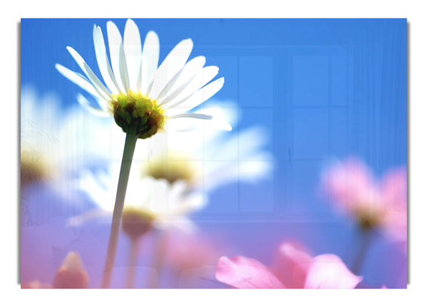 Daisies Background