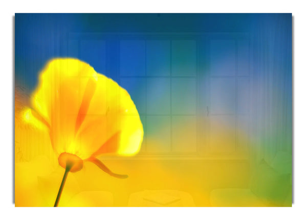 California Poppy 2