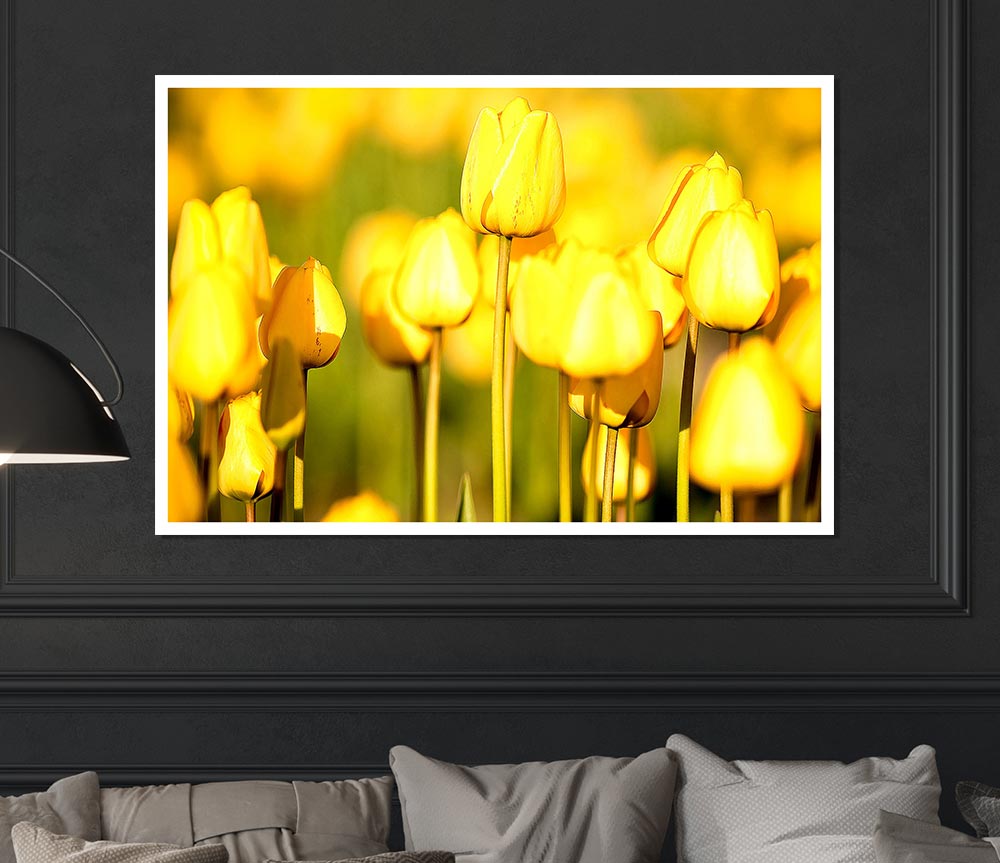 Yellow Tulips In The Garden Print Poster Wall Art