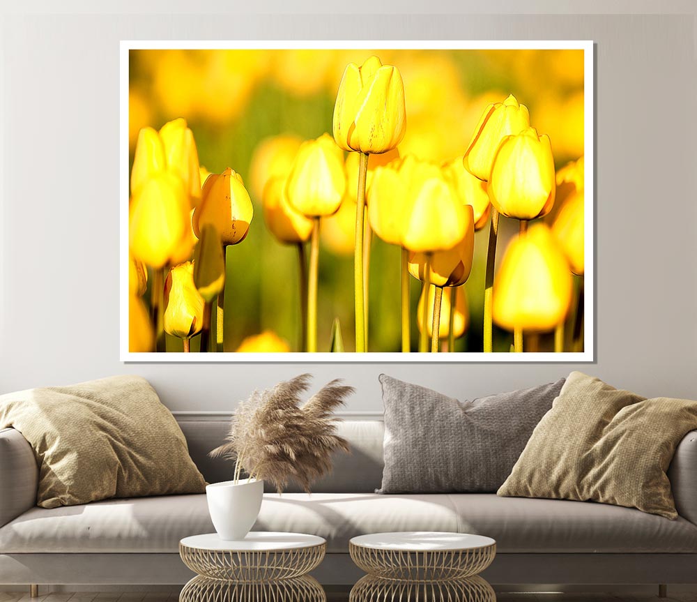 Yellow Tulips In The Garden Print Poster Wall Art