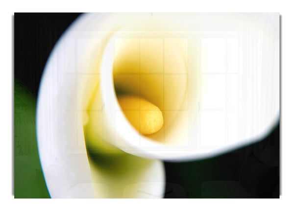 White Calla Lily